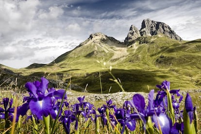 Una pradera de los Pirineos cubierta de lirios azules (‘Iris latifolia’), especie endémica de la Península.