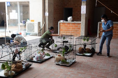 Veterinarios voluntarios atendiendo a monos saraguatos en Tabasco.