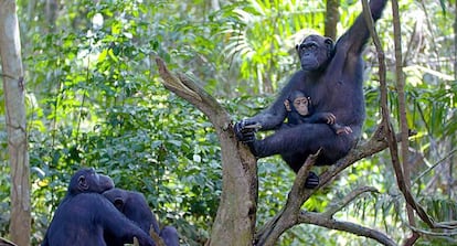 La chimpanc&eacute; Wounda, con su cr&iacute;a Hope, en la Rep&uacute;blica del Congo.