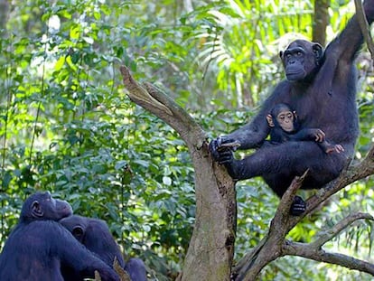 La chimpanc&eacute; Wounda, con su cr&iacute;a Hope, en la Rep&uacute;blica del Congo.