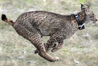 Los fondos europeos servirán para salvar al lince ibérico.