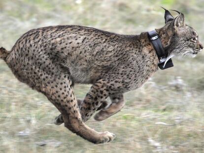 Los fondos europeos servirán para salvar al lince ibérico.