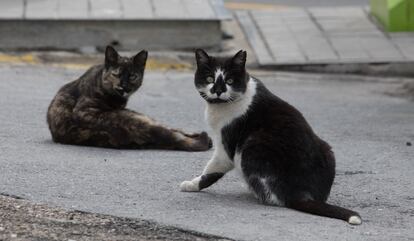 Gatos en Valdemorillo.