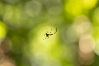 Distintas especies habitan la zona del humedal.