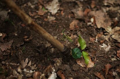 Planta joven de haya que ha sobrevivido a la helada al encontrarse más protegida. Los ejemplares de hayas pueden alcanzar su altura máxima a los 125 años y vivir hasta los 300.