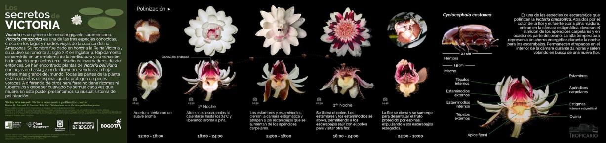 Taxonomía de la Victoria amazónica.
