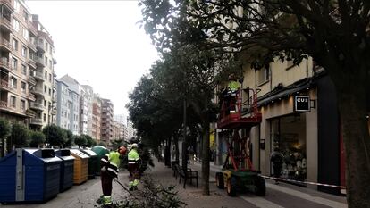 Poda de arbolado urbano en Logroño, el pasado jueves.