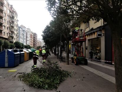 Poda de arbolado urbano en Logroño, el pasado jueves.