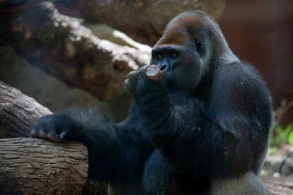 “Para evitar conflictos primero tenemos que darle los helados al macho dominante, de nombre Xebo, hasta que se harte. Luego ya no le molesta que se los demos al resto”, explica Esteban, responsable de los primates.