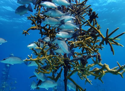 Peces se reúnen entre corales trasplantados por humanos en un vivero marino en Islamorada, Florida, en julio de 2023.