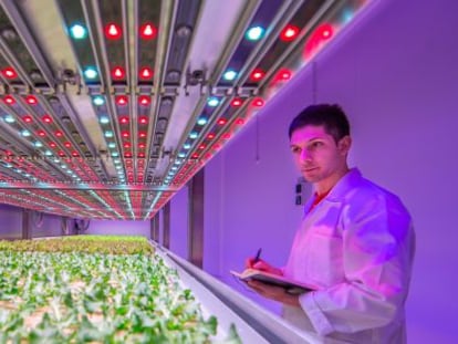 Instalaciones de Philips GrowWise CityFarming en Eindhoven (Pa&iacute;ses Bajos).