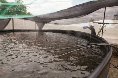 Alfredo Martínez, en sus rutinas de cuidado de los peces de la piscifactoría. Cuenta que en el proceso de aprendizaje se les quedaron también muchos peces en el camino, pero hoy ya tienen un buen manejo de los pescados y del tratamiento del agua.