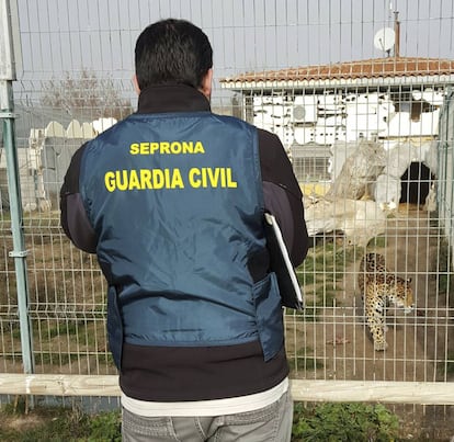 Un agente observa un leopardo en la finca de una organización dedicada al tráfico ilegal de animales.