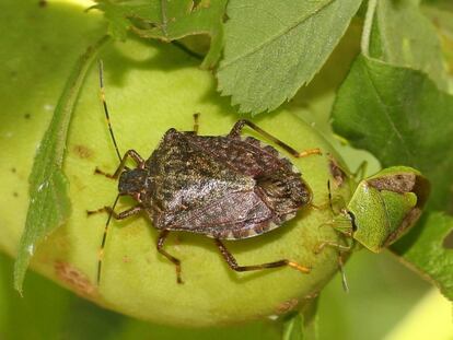 Exemplar de 'Halyomorpha halys' o bernat mabrejat.