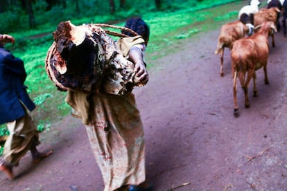 Natsanet Bekele lleva la leña para el fuego para su familia. Cada día, muchos niños de familias afectadas por la lepra trabajan para proporcionar todo lo necesario a sus padres cuando, debido a la enfermedad, han quedado incapacitados físicamente. Gambo, Etiopía.