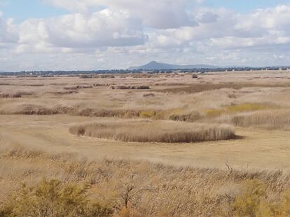 Una de las lagunas de las Tablas de Daimiel seca, en junio.