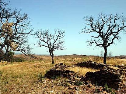 Aspecto actual de un paraje de Berrocal afectado por el fuego del pasado año.