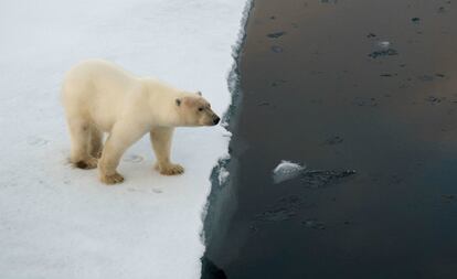 O urso polar é outra das espécies emblemáticas ameaçadas, segundo a WWF. O gigante branco está encurralado pelo aquecimento do Ártico ao dobro da velocidade da média mundial, o que reduz seu habitat com o derretimento do gelo. Como os ursos polares são especializados na caça das focas, que descansam e procriam sobre o gelo marinho, o derretimento desses espaços faz com que seu período de caça seja menor, de modo que o animal fica em jejum por mais tempo.