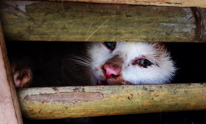 Gato salvaje en Vietnam, parecido al que John Laurence describe cuando habla de Mèo.