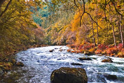 El bosque atlántico más occidental de Europa sobrevive con un futuro incierto, rodeado de hormigón y asfalto. Un lugar repleto de belleza natural, en el que todavía es posible imaginar al bandido Fendetestas salteando los caminos de la fraga (en la foto, el río Eume) como lo hacía en 'El Bosque Animado' de Wenceslao Fernández Florez.