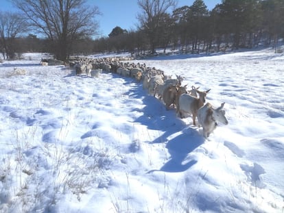Cabras en una explotación de Toledo el pasado día 11 de enero, durante el temporal de nieve.