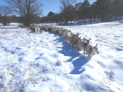 Cabras en una explotación de Toledo el pasado día 11 de enero, durante el temporal de nieve.