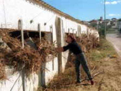 B S/N (8/11/00) Enviada por e-mail. Antonia Segura en Masdenverge, territorios cercanos a la Sènia en la granja de cerdos inundada por la riada. Foto: Josep Lluís Sellart