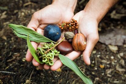 Comida aborigen de la selva tropical de Daintree, en Queensland, Australia.