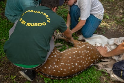 Un ciervo es atendido por investigadores y veterinarios de MundoAparte. 