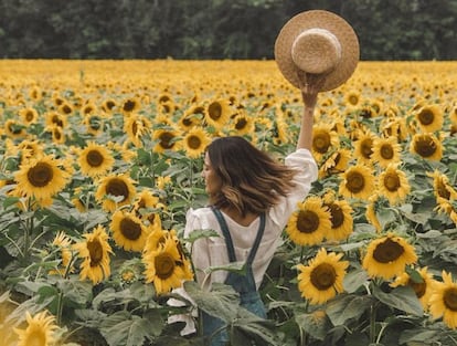 Miedo y caos en la granja de girasoles a la búsqueda de la foto para Instagram. Hasta 7.000 coches se llegaron a congregar en el parking de la granja Bogle de Ontario (Canadá) hace unas semanas. Y todo por hacerse una foto junto a un campo de girasoles. La fiebre del selfie ataca ahora a este escenario veraniego, y según desvela The National Post, ha convertido los campos de Ontario en una zona de combate donde los granjeros tienen que lidiar con hordas de usuarios de Instagram dispuestos a hacerse un selfie en sus tierras cueste lo que cueste.

El caso de la familia Bogle, dedicada al cultivo de girasoles durante más de seis generaciones, ha sido el que más alarma ha despertado. La familia, propietaria del mayor campo de girasoles de Canadá, decidió ganar un poco más de dinero abriendo sus tierras al público durante las semanas que esta planta herbácea florece. La idea ya ha sido desechada, obviamente, después de que “todo Toronto se presentase aquí”, como contó Barry Bogle al Globe and Mail. Los granjeros habían contratado ocho trabajadores más y colocado dos baños portátiles, pero la cosa se fue de madre hace unas semanas. Las fotos de su campo de girasoles eran las reinas de Instagram y los urbanitas decidieron conducir hasta el lugar del momento para conseguir su venerado selfie. A partir de las diez de la mañana su zona se empezó a colapsar y los visitantes llegaron a aparcar a kilómetros de distancia. Los trabajadores intentaron controlar a los visitantes, pero cientos de personas se colaron sin pagar y otros tantos dejaron sus tierras repletas de basura. La situación es similar en otros campos de girasoles del país. Según recoge The Guardian, un granjero de Manitoba ha contabilizado unos 2.000 intrusos en sus tierras para hacerse fotos.