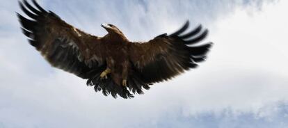 Suelta de un águila imperial en el Parque Nacional de Guadarrama.