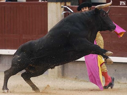 Uno de los toros de la ganadería Alcurrucén, en un espectacular salto ayer en Las Ventas.