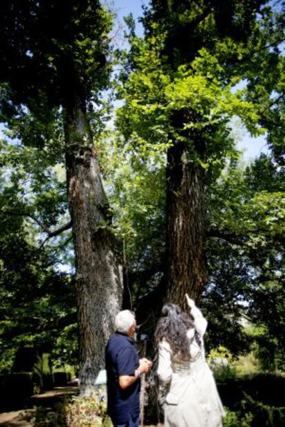 El olmo Pantalones del Jardín Botánico de Madrid tiene 225 años.