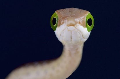 Pese a su aspecto inofensivo, la mordedura de culebra boomslang (Dispholidus typus) puede ser letal.