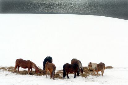 Una manada de caballos pasta a orillas del pantano del Ebro en La Costana, en Cantabria. Los pastos han quedado cubiertos por una espesa manta de nieve debido a la ola de drío que azota el norte de la península.