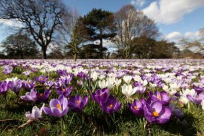 Flores en los Kew Gardens de Londres.