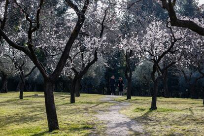 Almendros en la Quinta de los Molinos de Madrid