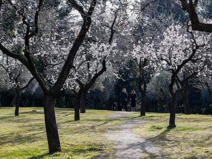 Almendros en la Quinta de los Molinos de Madrid