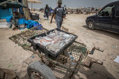 Las capturas anuales del pulpo común en Mauritania superan en un 49% la cantidad que se considera sostenible, según la FAO.