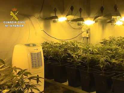 Una plantación de marihuana en Mallorca en uno de los domicilios registrado por la Guardia Civil este viernes.