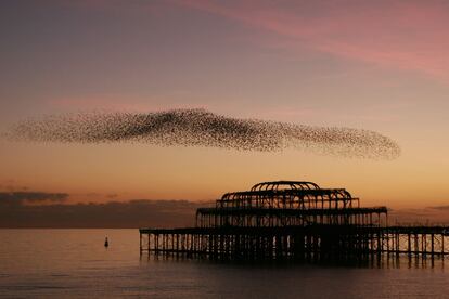 Brighton, la playa favorita de los londinenses, atrae de diciembre a febrero a los amantes de las aves. El famoso muelle de la ciudad inglesa se queda desierto y bandadas de estorninos provenientes de las South Downs se amontonan en el cielo y llevan a cabo una danza hipnótica que culmina cuando se lanzan, en picado, hacia su famoso embarcadero.