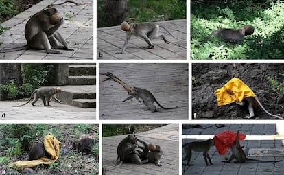 Macaques playing blindfolded with coconuts and pieces of fabric.