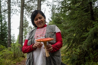 La doctora Adriana Montoya sostiene un hongo silvestre conocido como amanita muscaria.