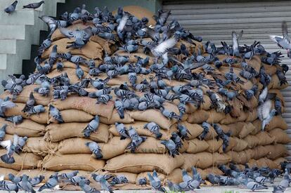 Decenas de palomas comen granos de sacos apilados en el patio de Productos Agrícolas del Comité de Mercado (APMC), en las afueras de Ahmedabad (India), el 29 de julio 2014.