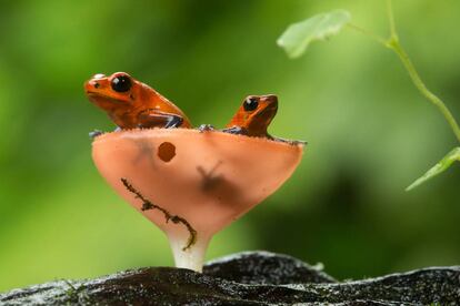 Dos ranitas dardo (Oophaga pumilio) en las selvas de Costa Rica.