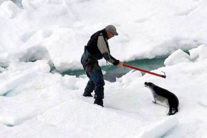 Un cazador, antes de dar el golpe de gracia a una foca en el golfo de San Lorenzo, en Canadá, el fin de semana.