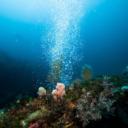 Rising air bubbles from the seabed