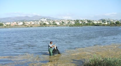 Un operario municipal recoge los peces muertos en las salinas de Calpe