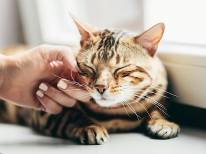 Un gato bengalí es acariciado por una mujer.