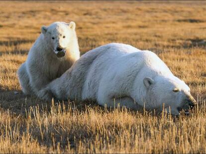 El cachorro de oso polar con la lata en la boca junto a su madre sedada.